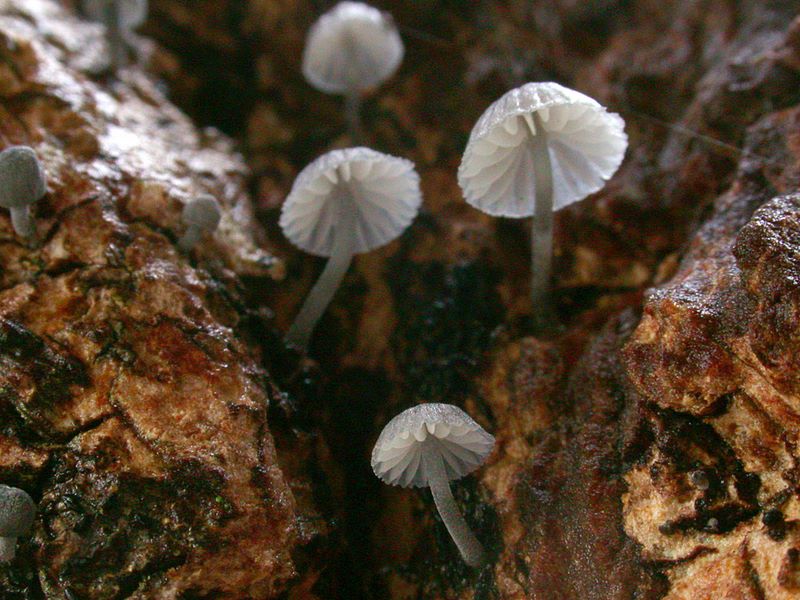 Mycena pseudocorticola