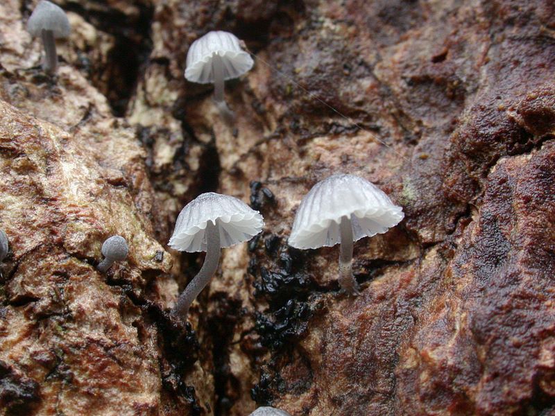 Mycena pseudocorticola