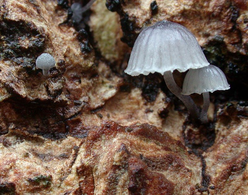 Mycena pseudocorticola