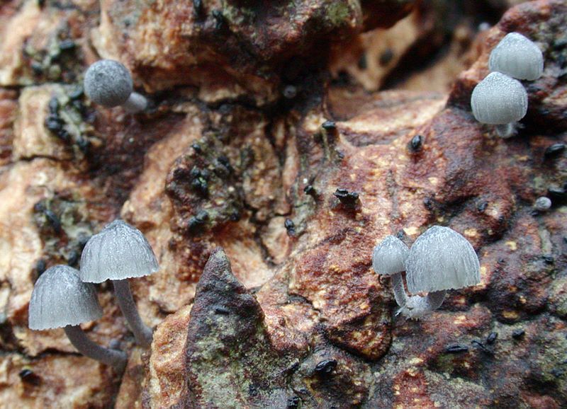 Mycena pseudocorticola