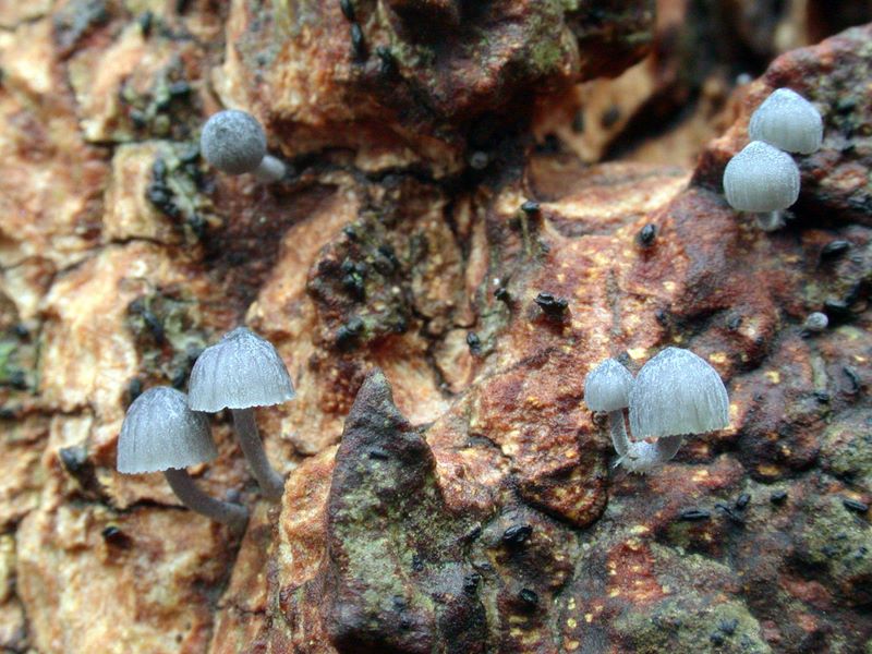 Mycena pseudocorticola