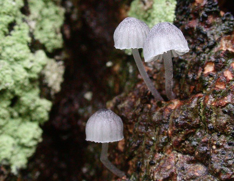 Mycena pseudocorticola