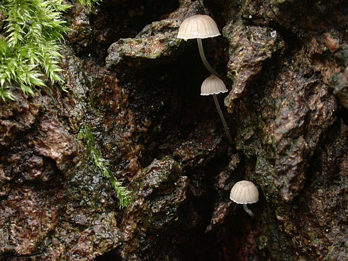 Mycena hiemalis