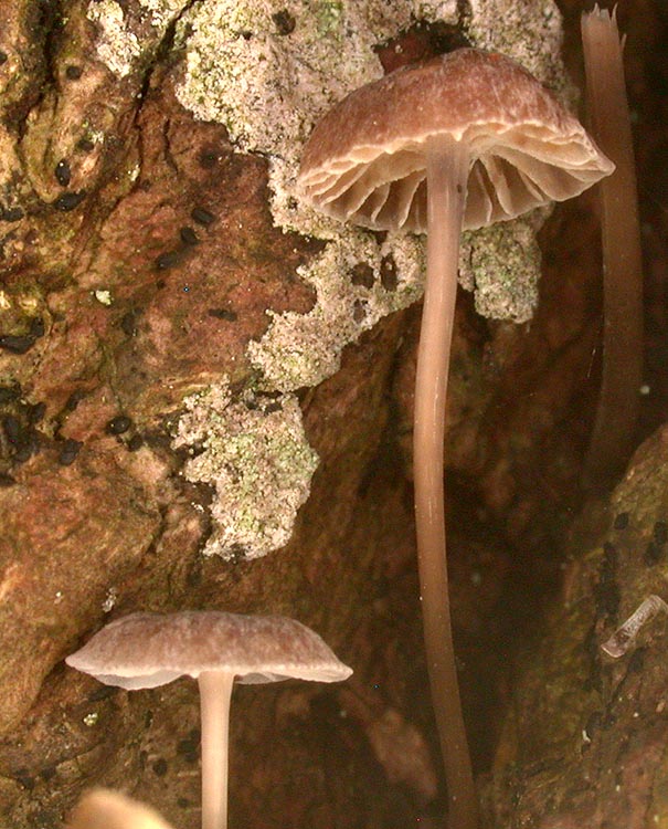 Mycena erubescens