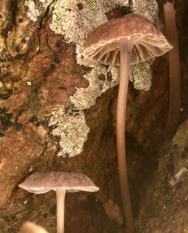 Mycena erubescens