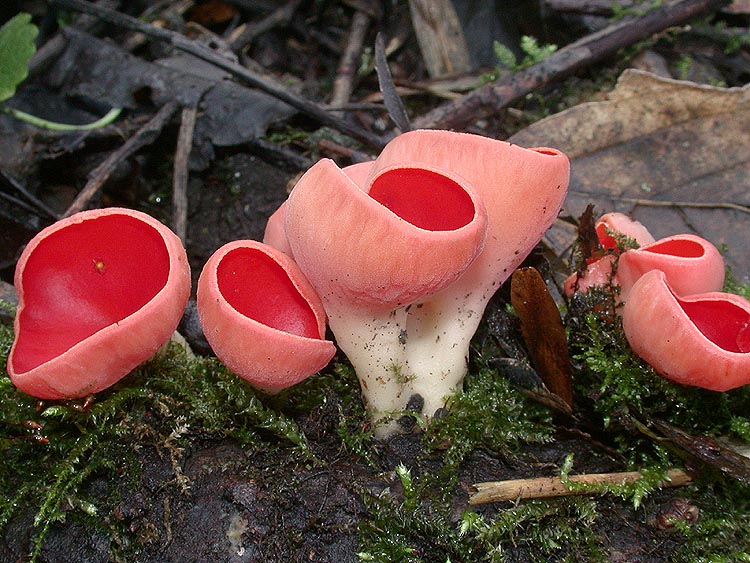 Sarcoscypha coccinea