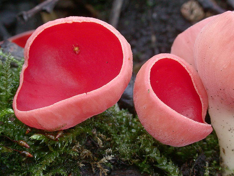 Sarcoscypha coccinea