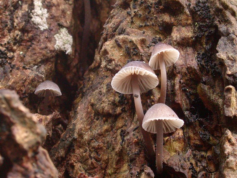 Mycena erubescens