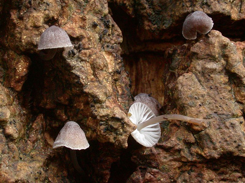 Mycena erubescens