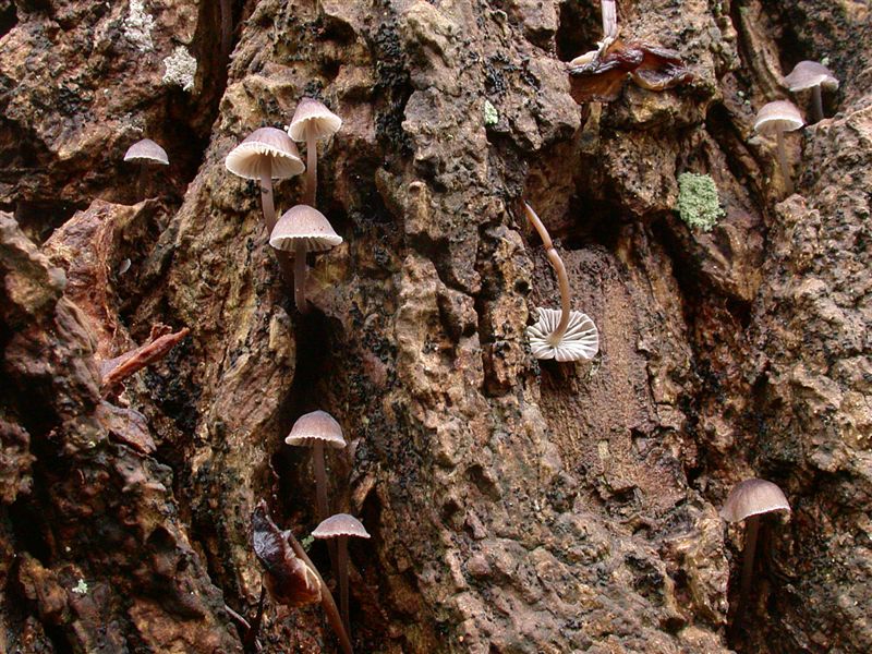 Mycena erubescens