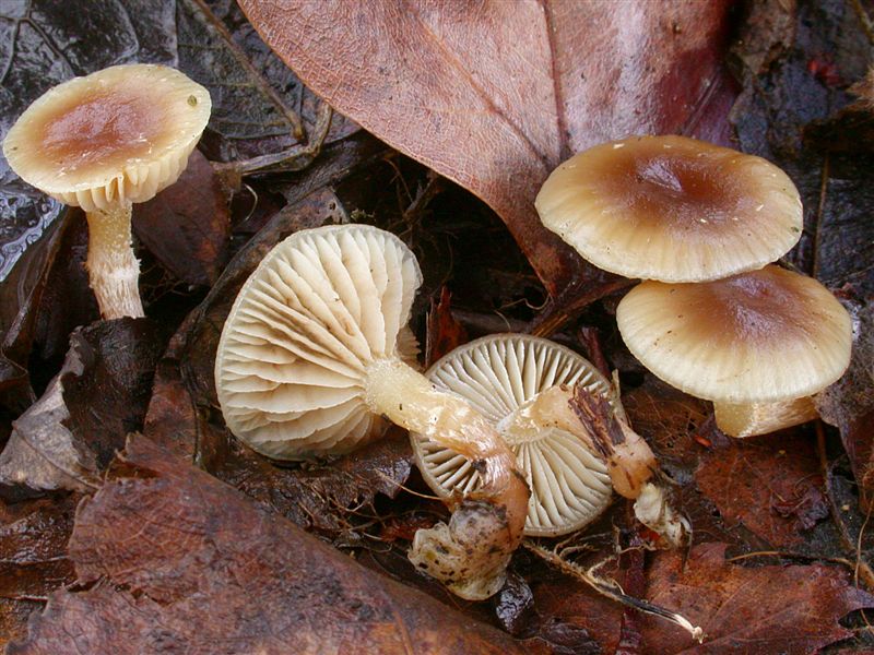 Meottomyces dissimulans (Phaeogalera dissimulans, oedipus)