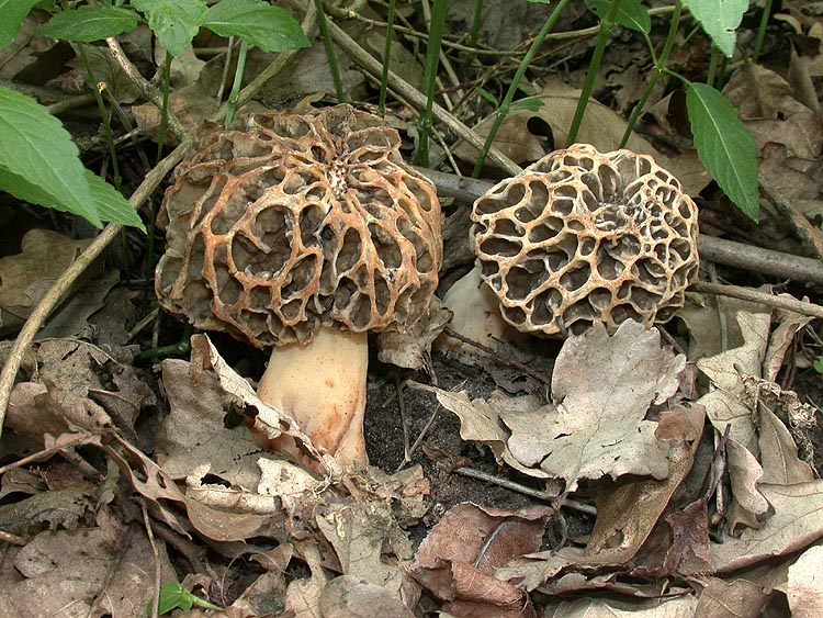 Morchella vulgaris