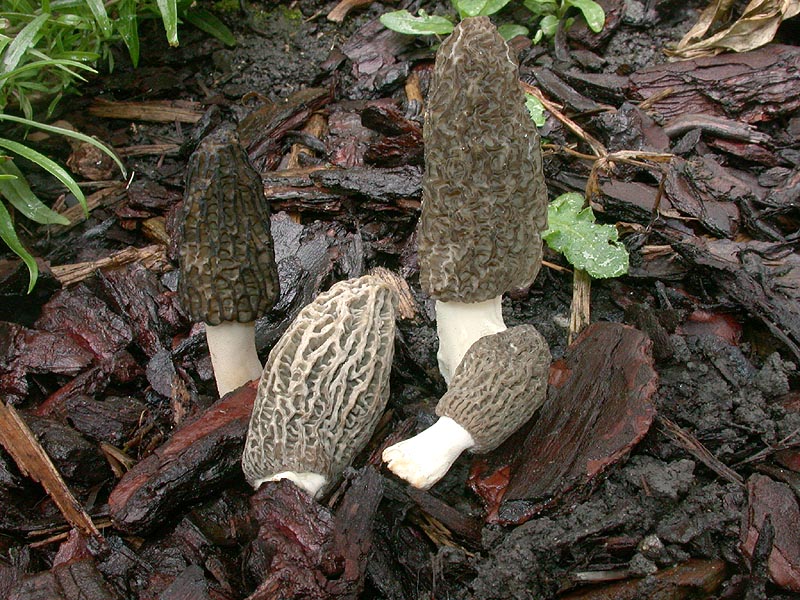 Morchella elata