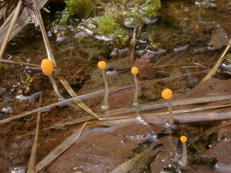 Mitrula paludosa