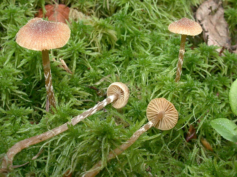 Galerina paludosa