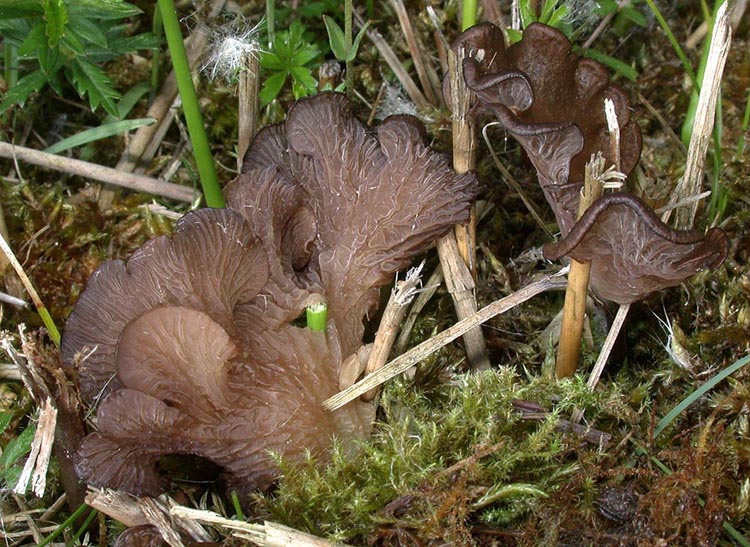 Arrhenia lobata