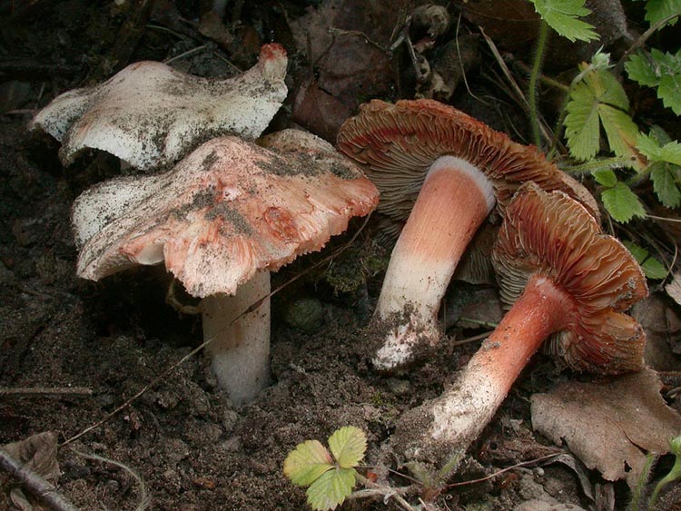 Agrocybe elatella strile