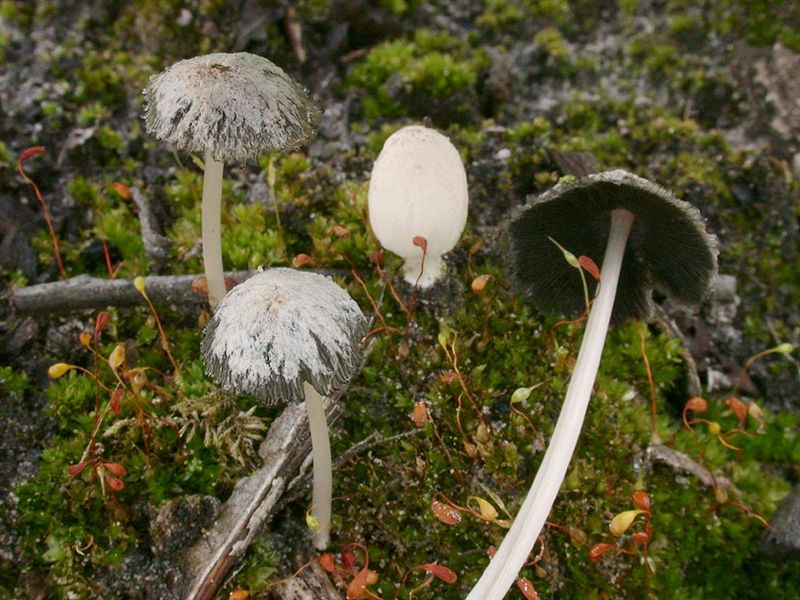 Coprinus gonophyllus