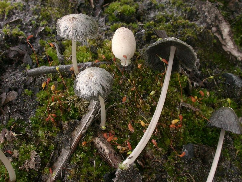 Coprinus gonophyllus