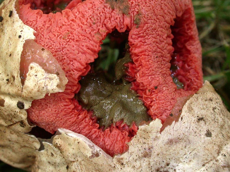 Clathrus ruber