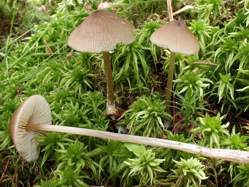 Entoloma cetratum