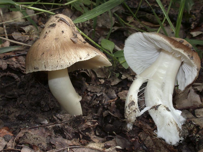 Inocybe fibrosoides