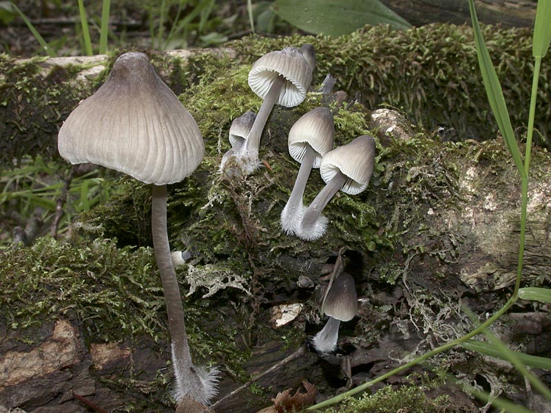 Mycena abramsii