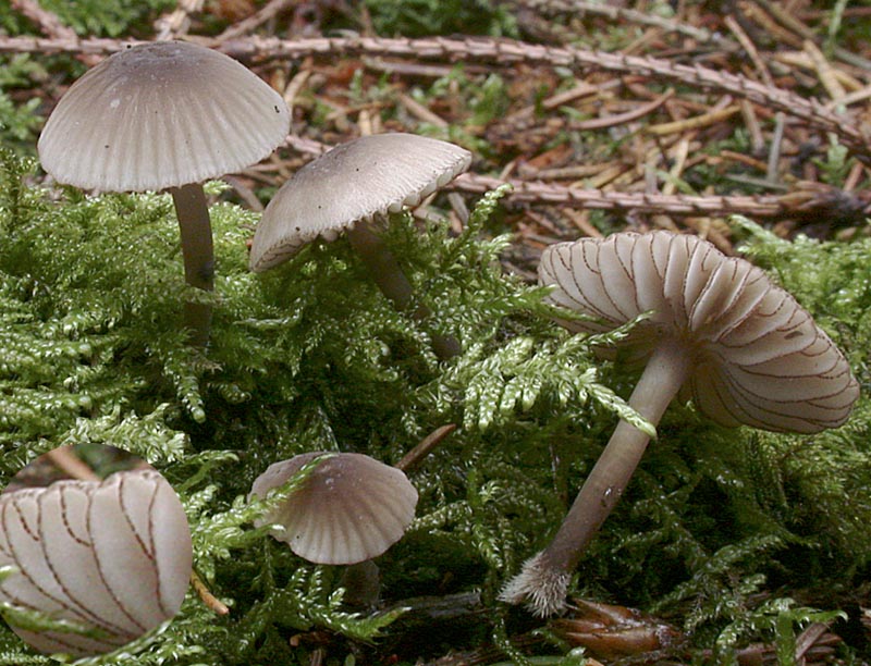 Mycena rubromarginata