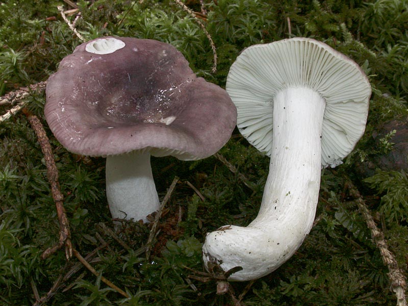 Russula azurea