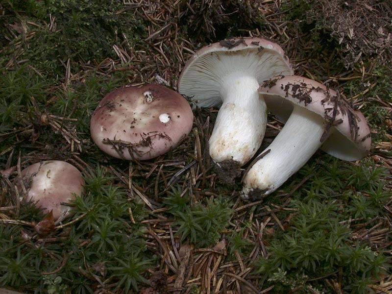 Russula vesca