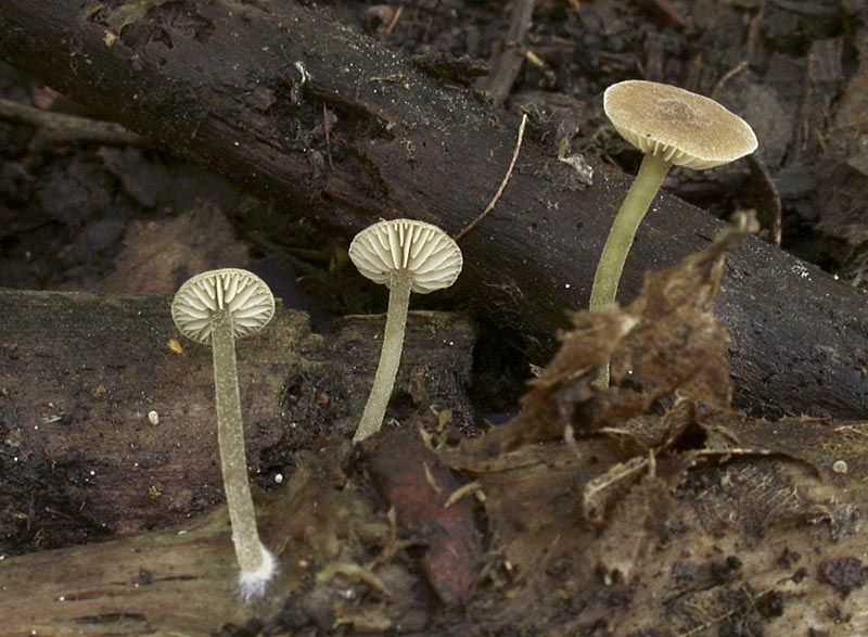 Simocybe centunculus