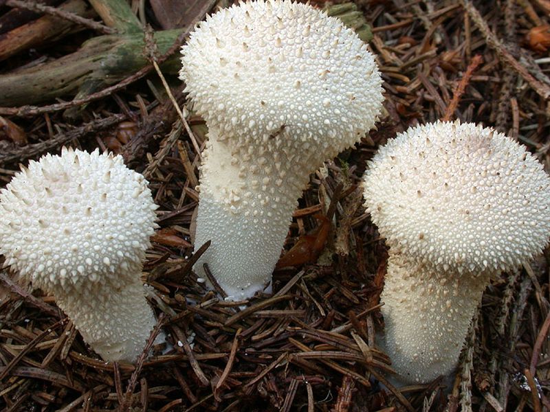 Lycoperdon perlatum