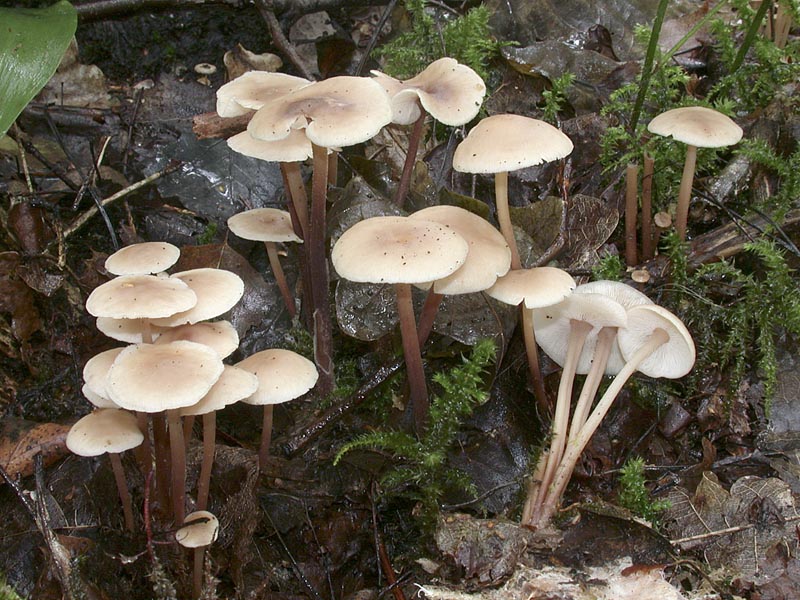 Collybia confluens