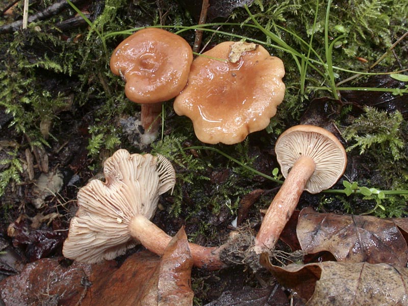 Lactarius tabidus