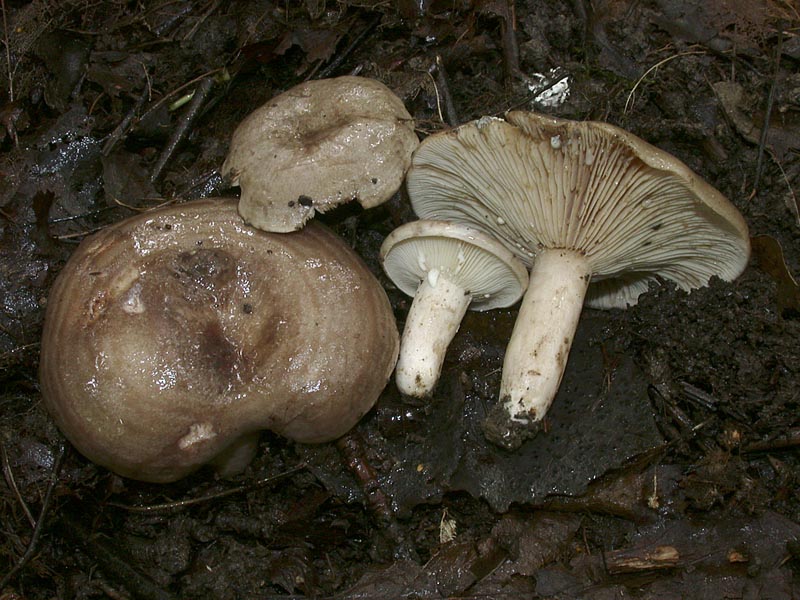 Lactarius circellatus