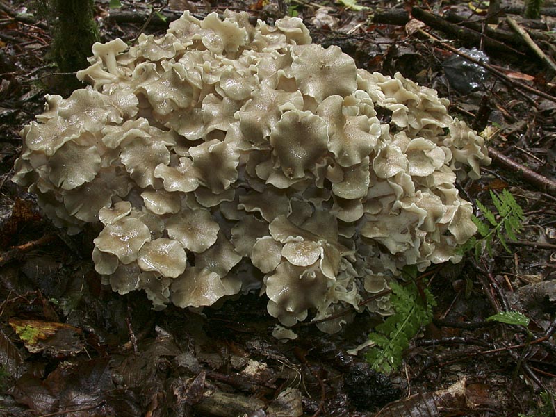 Dendropolyporus umbellatus