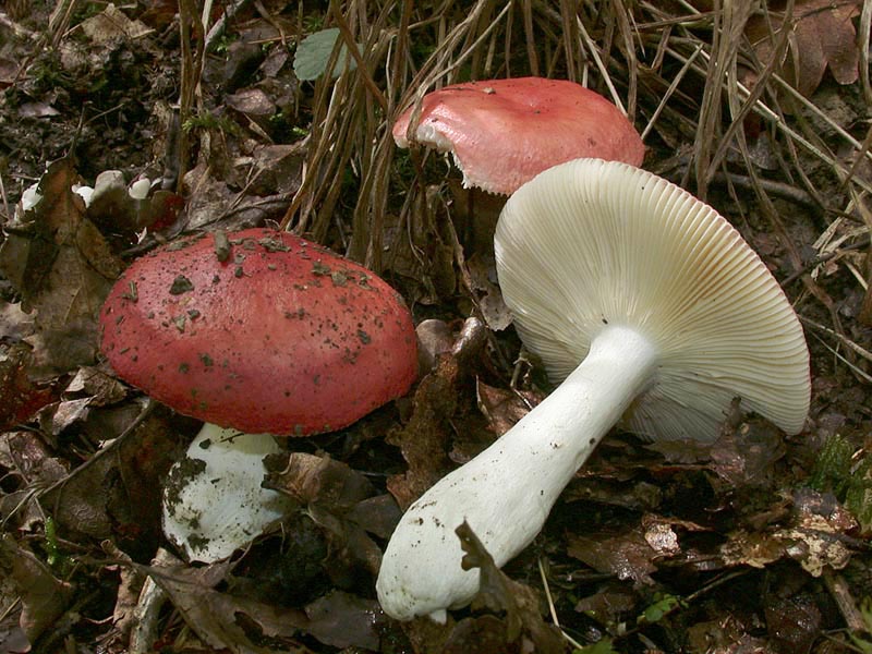 Russula pseudointegra