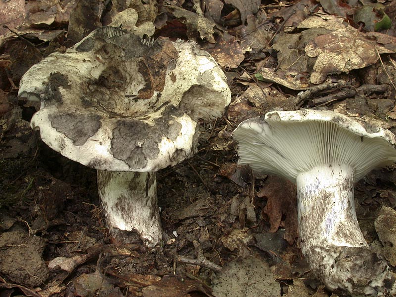 Russula albonigra