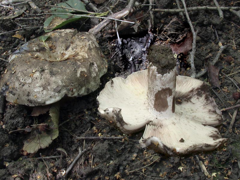 Russula anthracina v insipida