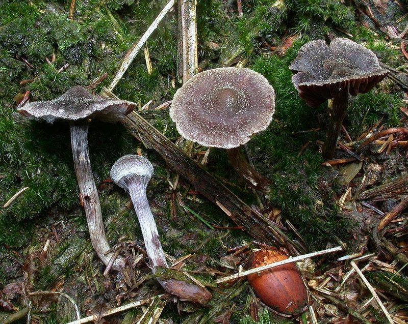 Cortinarius paleaceus