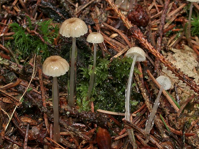 Mycena rorida