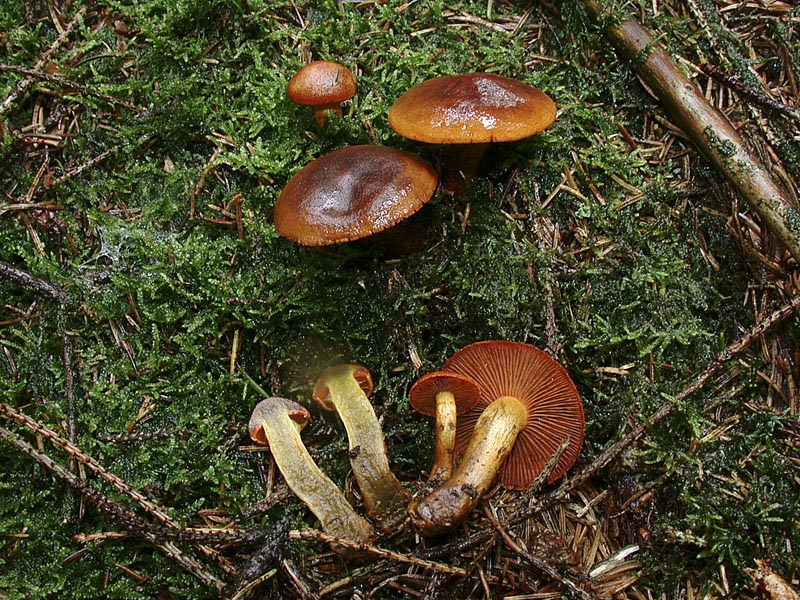 Cortinarius malicorius