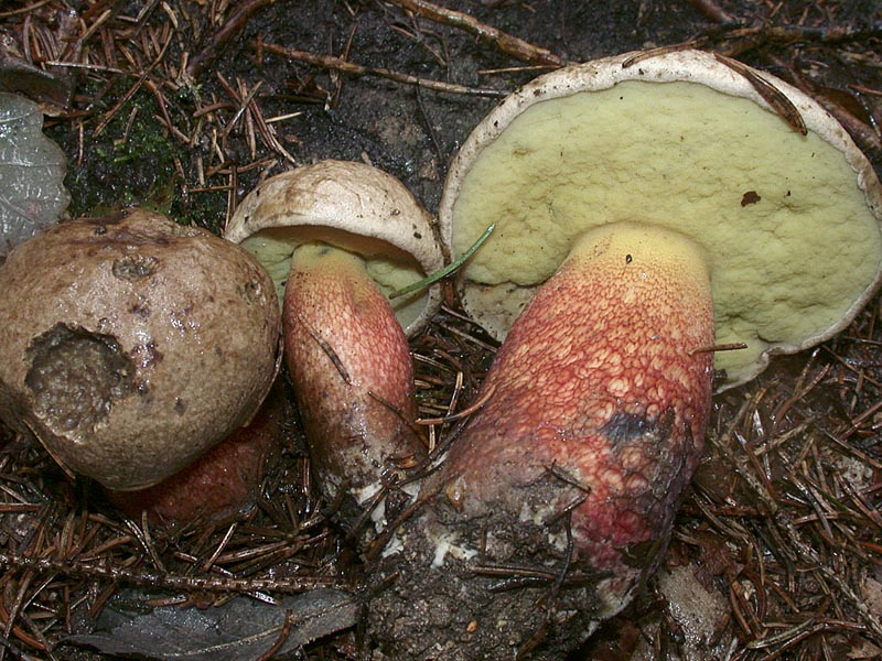 Boletus calopus