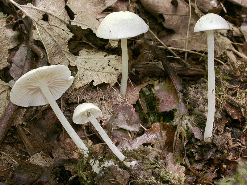 Entoloma sericellum