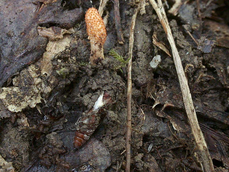 Cordyceps militaris