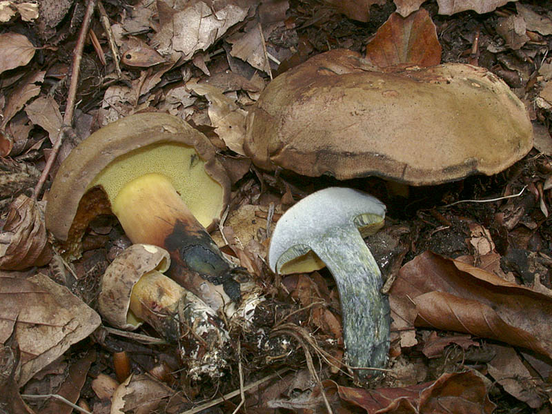 Boletus pulverulentus