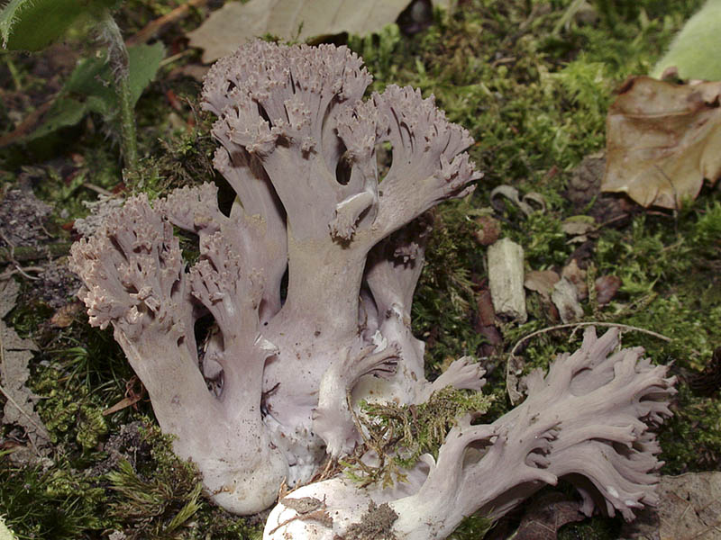 Ramaria fennica v fumigata