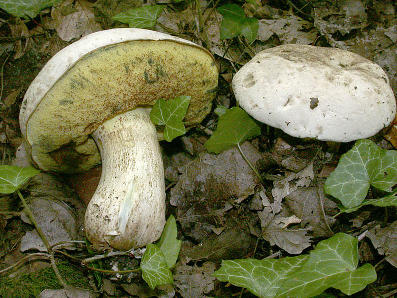 Boletus radicans