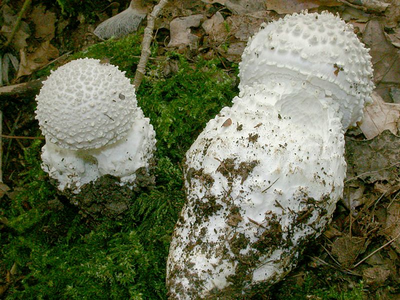 Amanita echinocephala