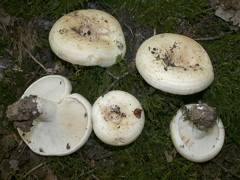 Lactarius evosmus